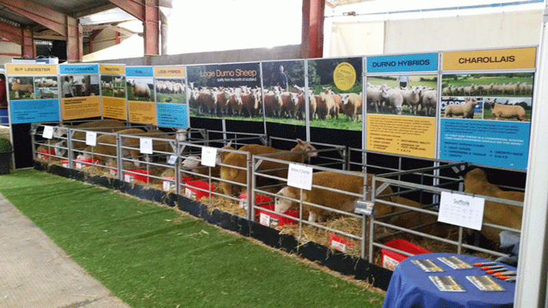 Stand at Welsh Sheep showcasing the different breeds which LDS can offer