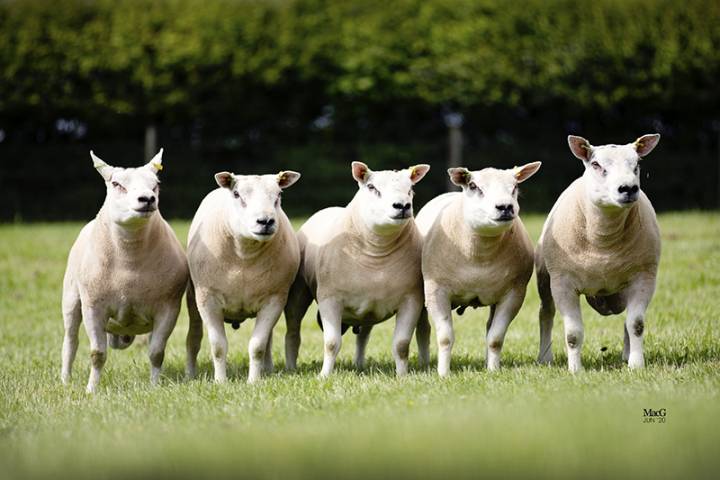 Commercial and Pedigree Rams for sale privately