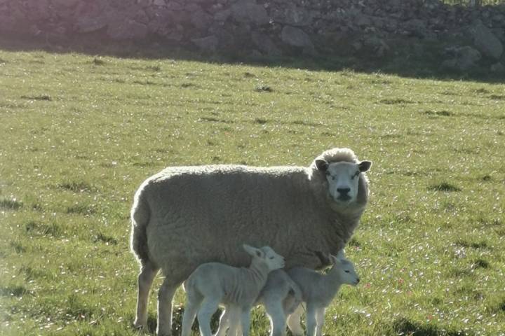 For Sale - Logie Ewes - In lamb or with lambs at foot