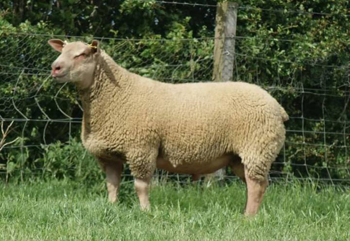 One of the 2020 ram lamb crop
