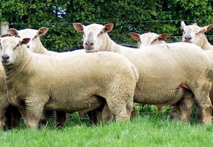 Some of the Charollais Shearling rams for sale this year