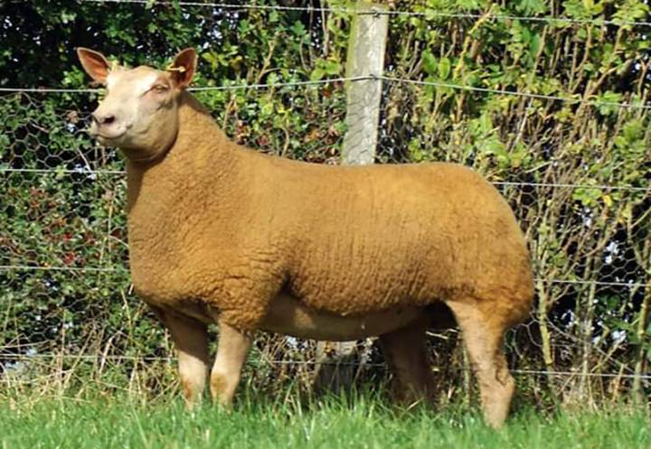 A Charollais ewe lamb sold last year to a top flock for ET work