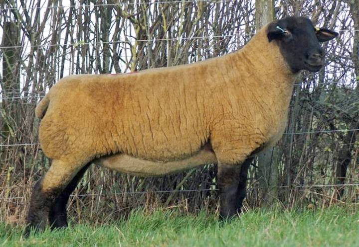 Shearling ewe sold in 2019