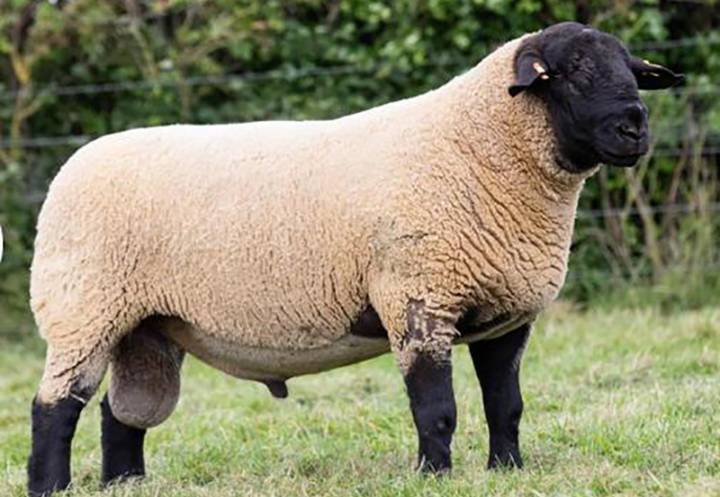 Logie Durno Sonny Bill, sire of rams for sale. Exported to Germany in 2019