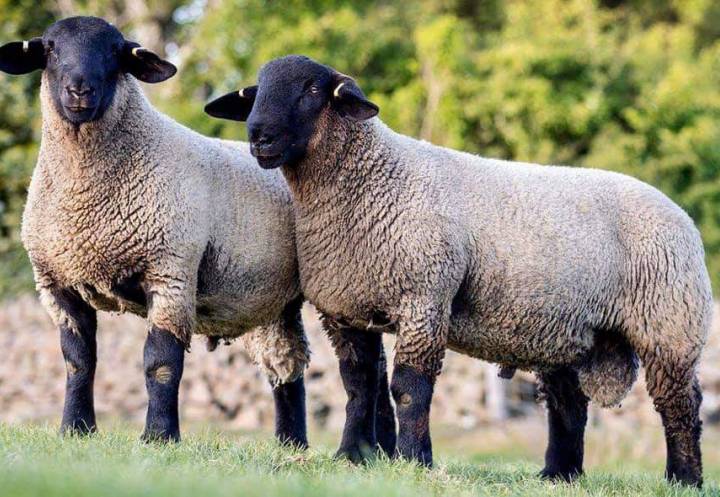 2020 lambs sired by semen that we sold in 2019