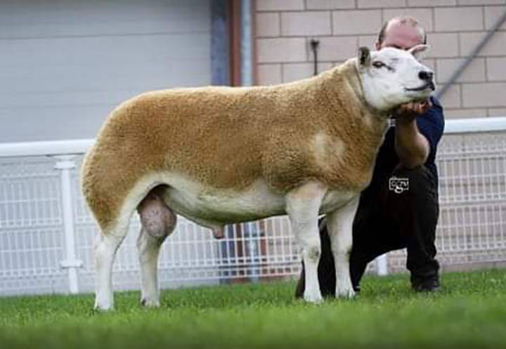 Logie Durno Braveheart, sold 2019 for 6000gns champion NSA Builth also sire of many of our shearling rams for 2020