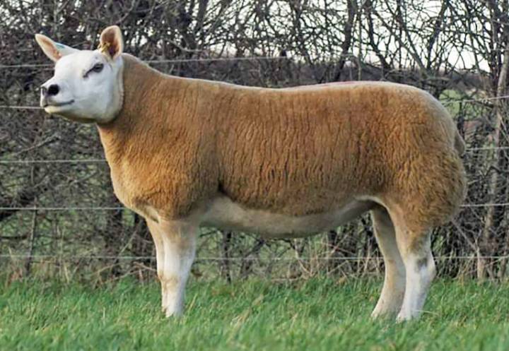 Shearling ewe sold in 2019