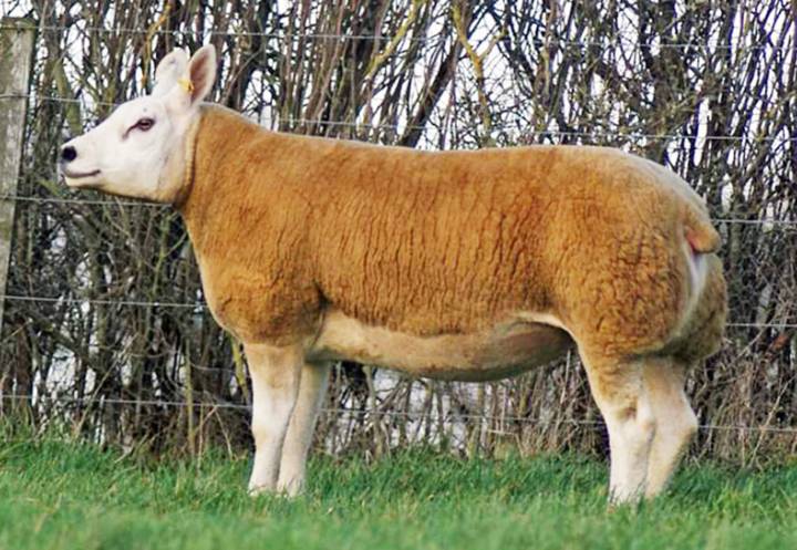 Shearling ewe sold in 2019