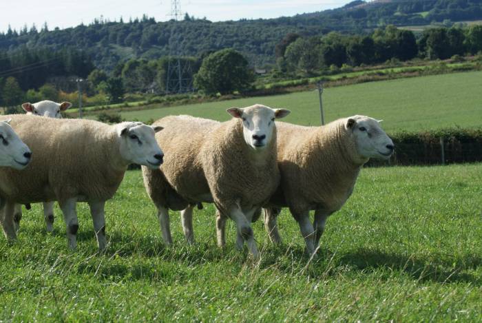 Good selection of Logie rams available